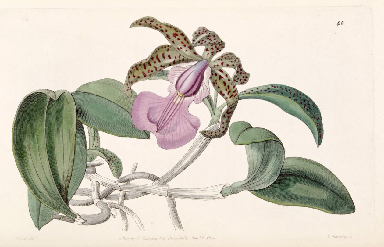 Cattleya aclandiae av G. Barclay