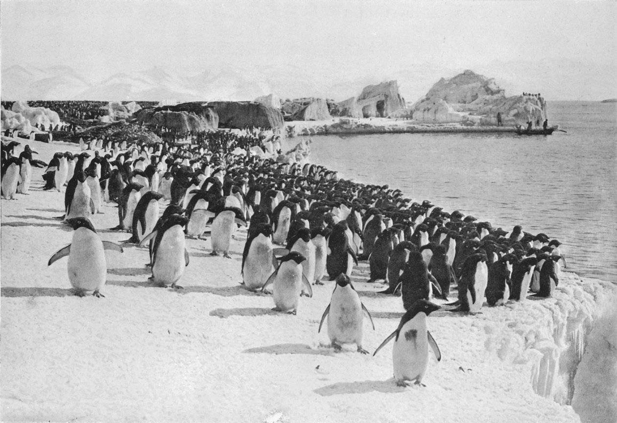Penguins Promenade, c1911, 1913. av G. Murray Levick