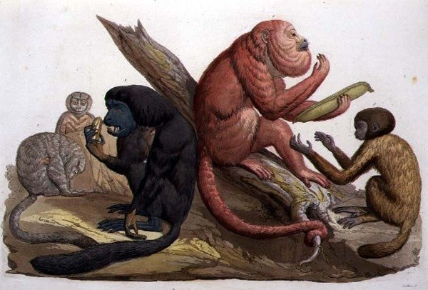 Monkeys of South America (farge litho) av Gallo Gallina