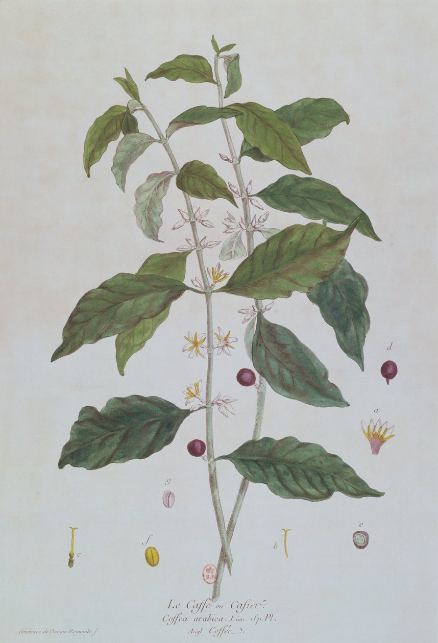 Coffea Arabica (Kaffe) botanisk tallerken fra 