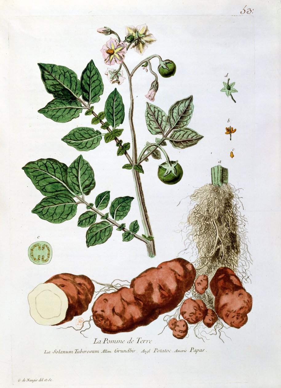 Potet, botanisk tallerken fra 'La Botanique put à la Reach de Tout le Monde', av Nicolas Francois Regnault (1746-1810), utgitt 1774, Paris av Genevieve Regnault de Nangis
