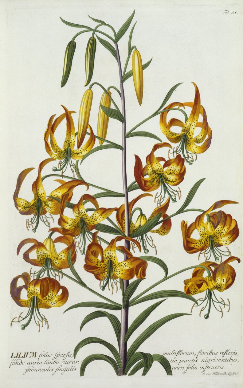 American Turkscap Lily, ca. 1740 (håndfarget gravering) av Georg Dionysius Ehret