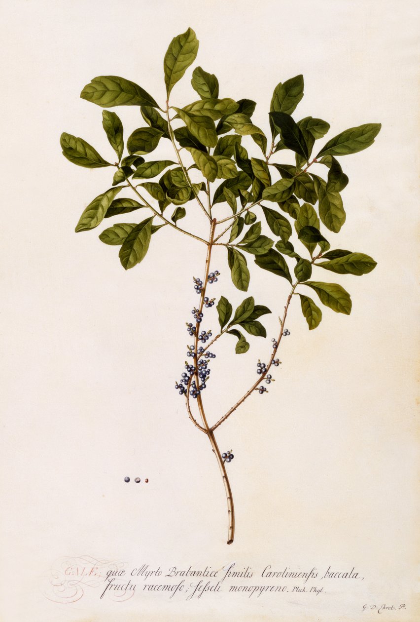 Bayberry or Myrtle, ca. 1746 (håndfarget gravering) av Georg Dionysius Ehret