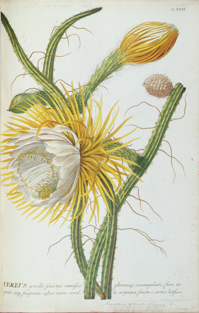 Kaktus: Cereus, fra Trews 