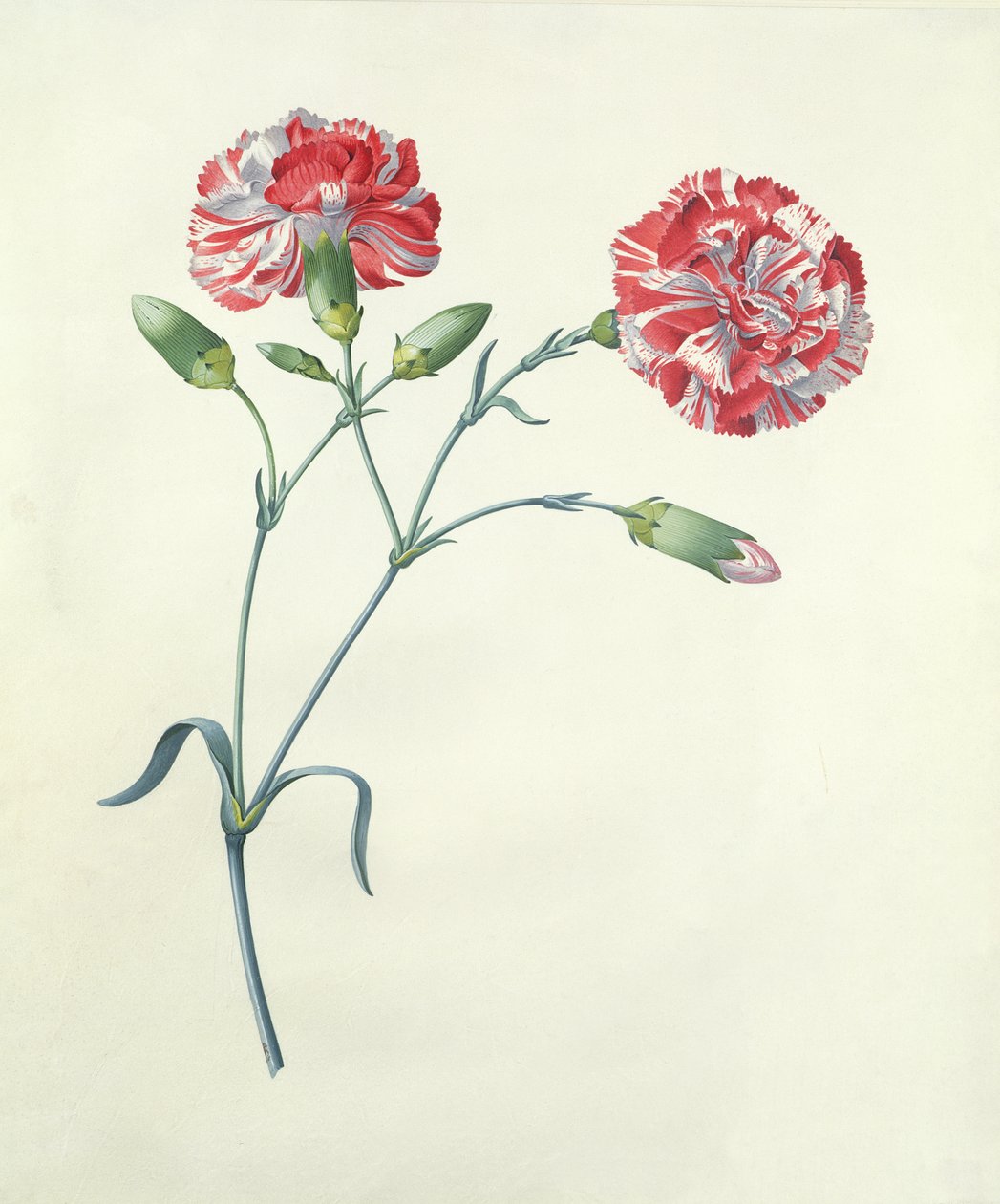 Nellik av Georg Dionysius Ehret