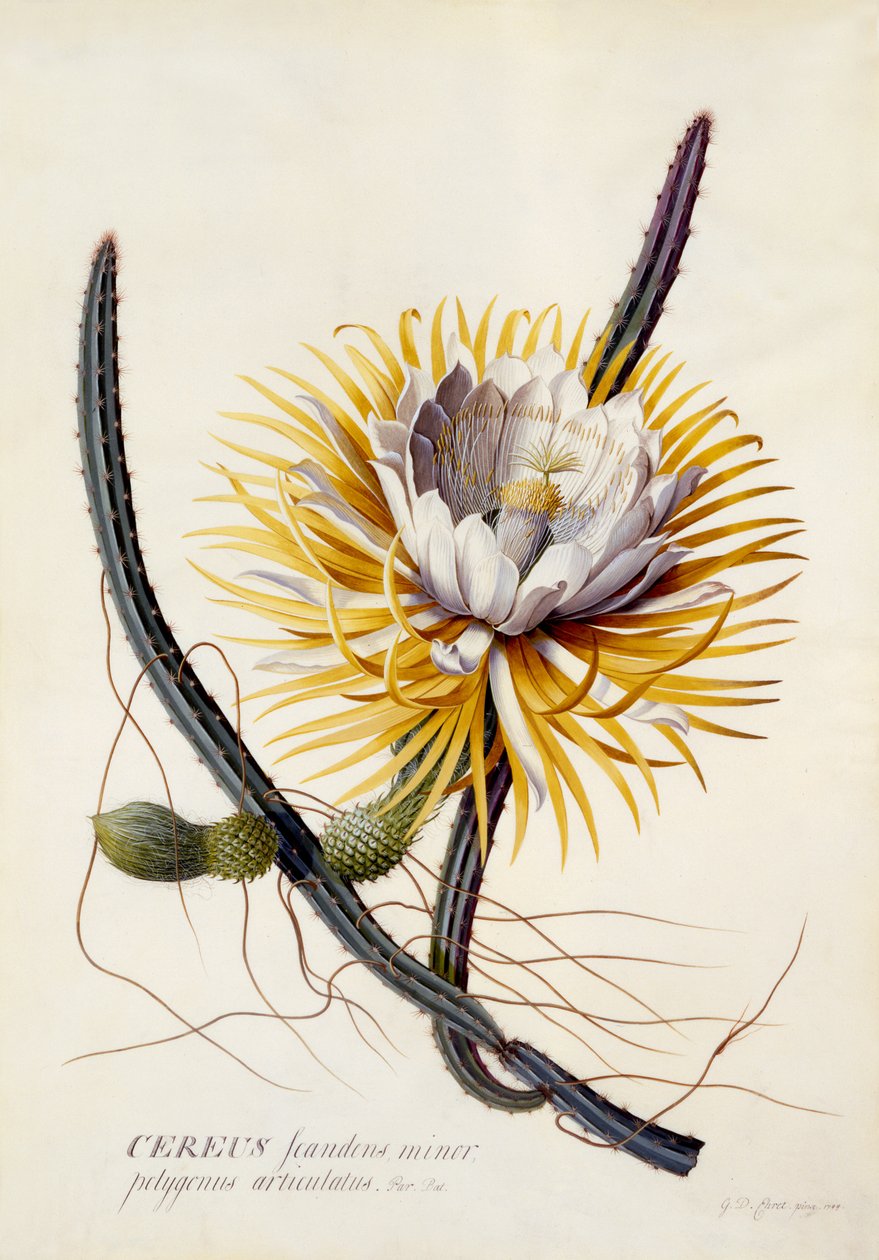 Cereus, Nattens Dronning, ca. 1744 (håndfarget gravering) av Georg Dionysius Ehret