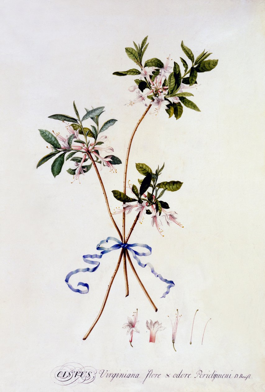 Cistus Virginiana, ca. 1743 (håndfarget gravering) av Georg Dionysius Ehret
