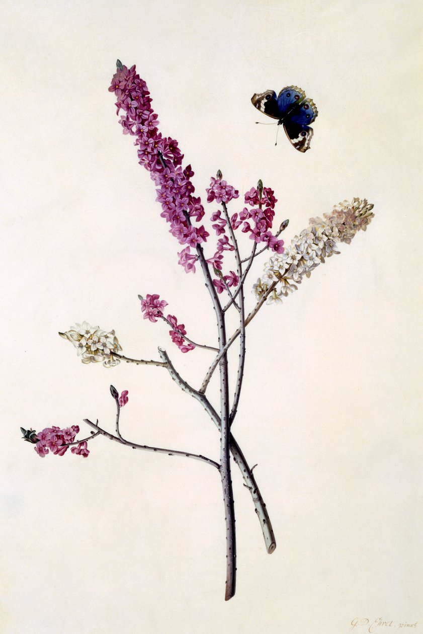 Daphne Mezereum med sommerfugl, ca. 1740 (håndfarget gravering) av Georg Dionysius Ehret