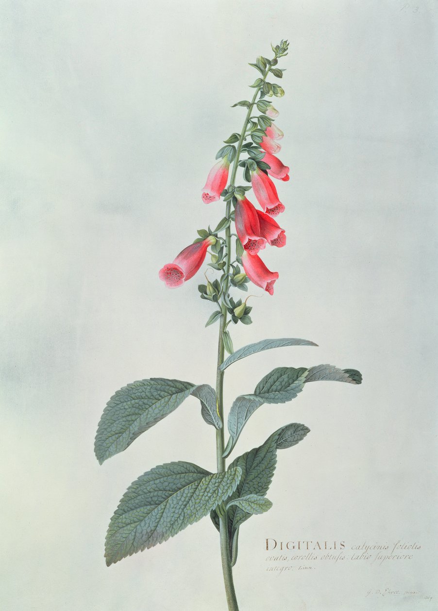 Digitalis purpurea (revebjelle) av Georg Dionysius Ehret