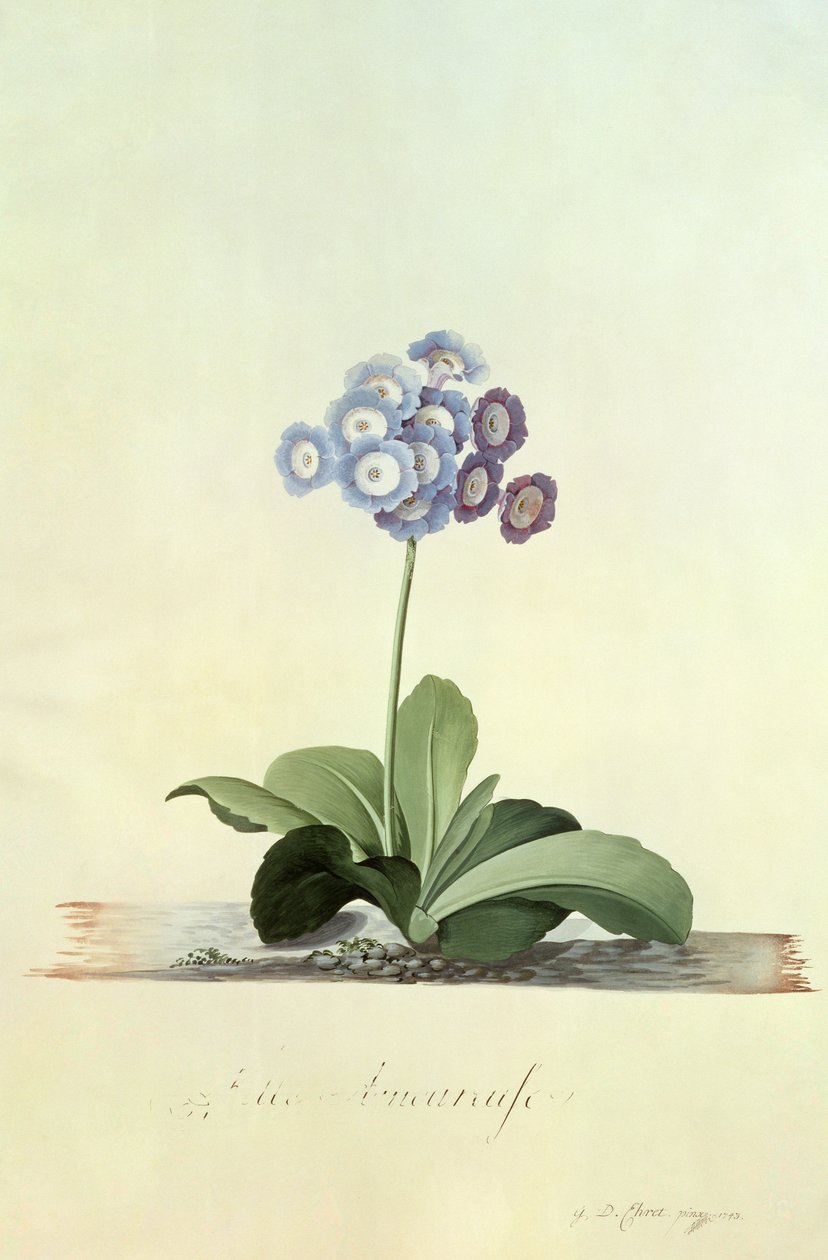 Forelsket jente (Blue Auricula) av Georg Dionysius Ehret