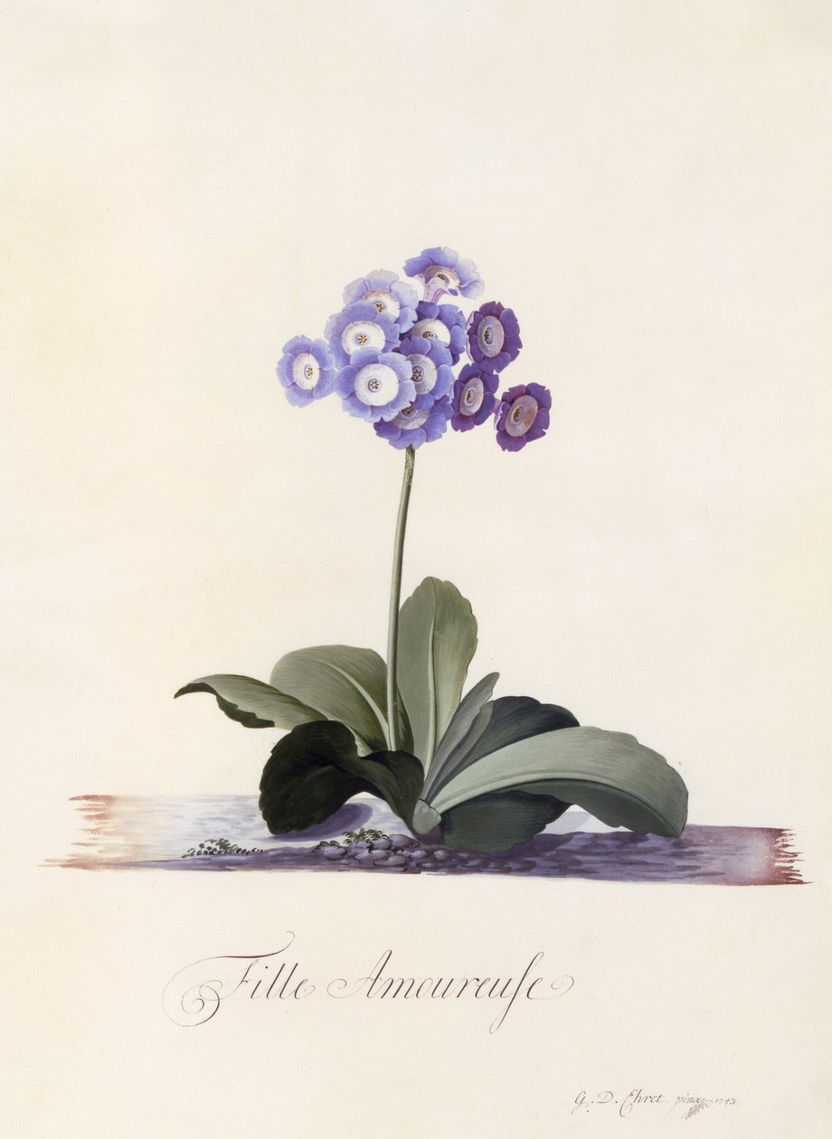 Garden Auricula, Girl in Love, ca. 1743 (håndfarget gravering) av Georg Dionysius Ehret