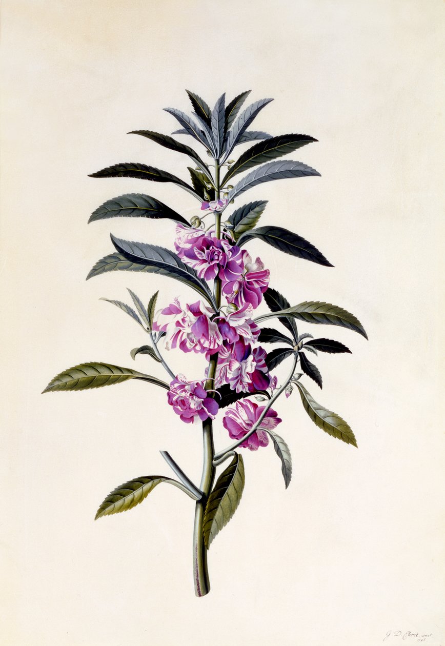 Hagebalsam, Impatiens balsamina, ca. 1746 (håndfarget gravering) av Georg Dionysius Ehret