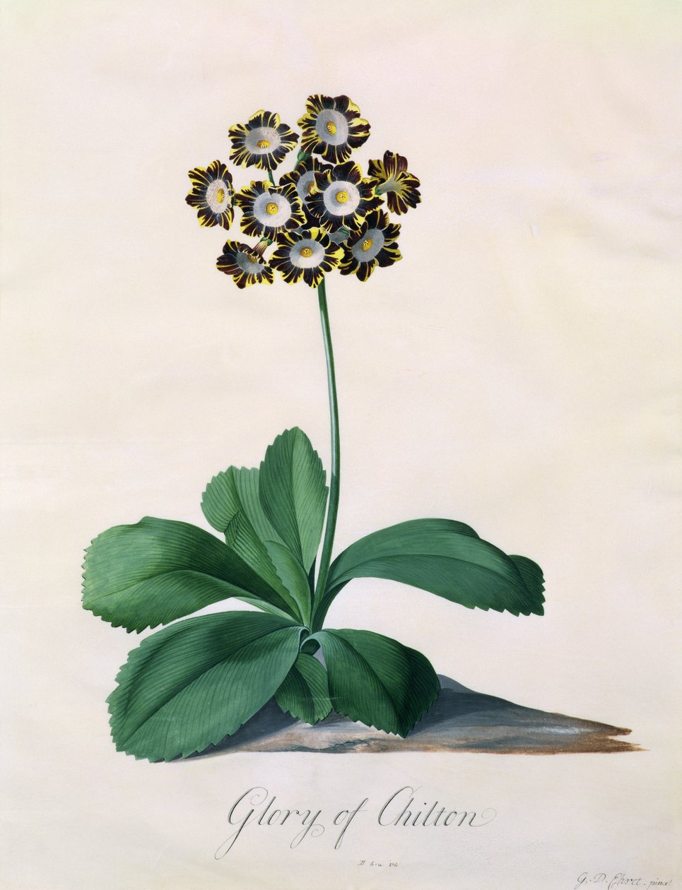 Glory of Chilton (gouache på vellum) av Georg Dionysius Ehret