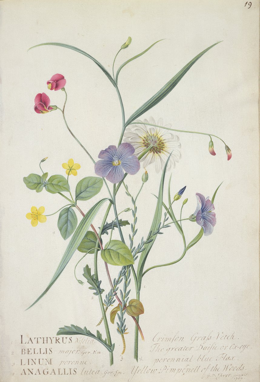 Lathyrus nissolia, Chrysanthemum leucanthemum, perenne lin, Lysimackia woods, 1767 (grafitt, wc og gouache på vellum) av Georg Dionysius Ehret