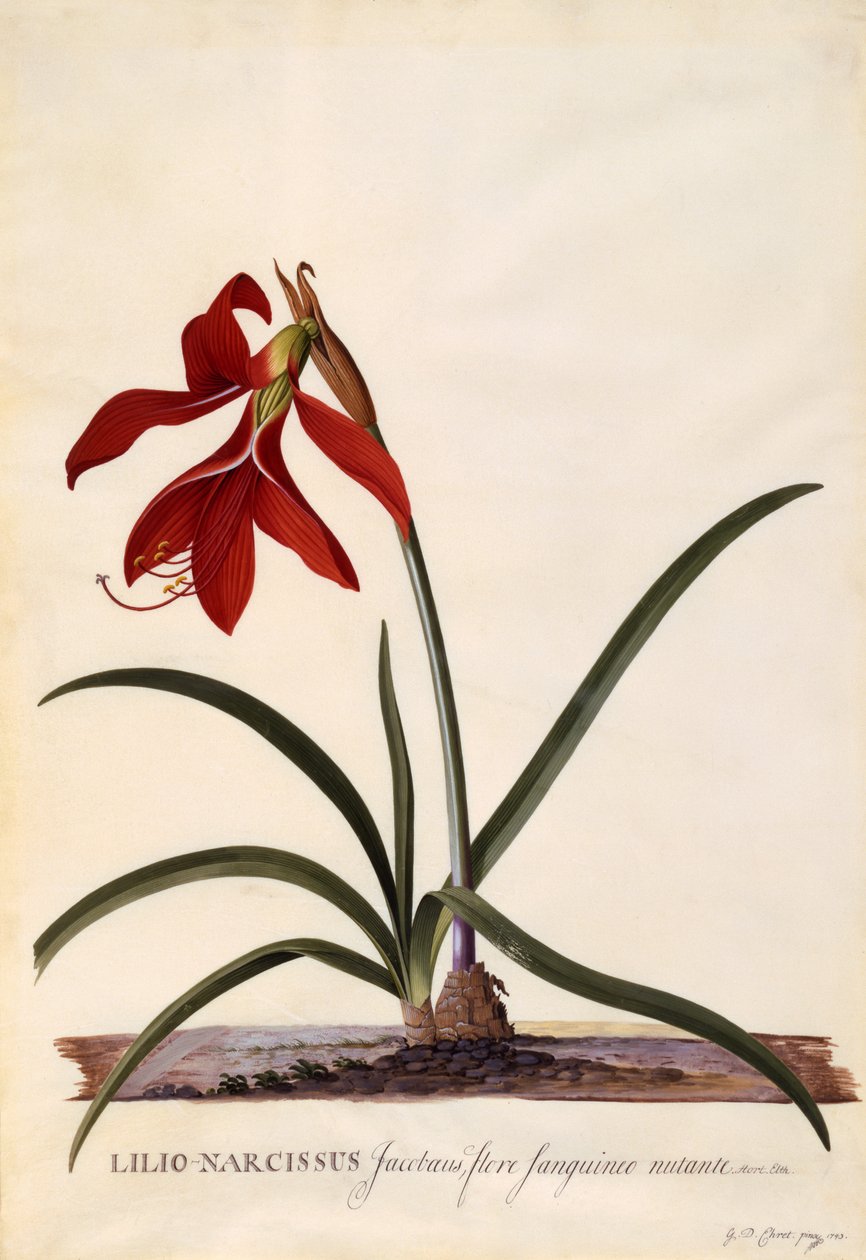 Lilio-Narcissus, Jaobean Lily, ca. 1743 (håndfarget gravering) av Georg Dionysius Ehret