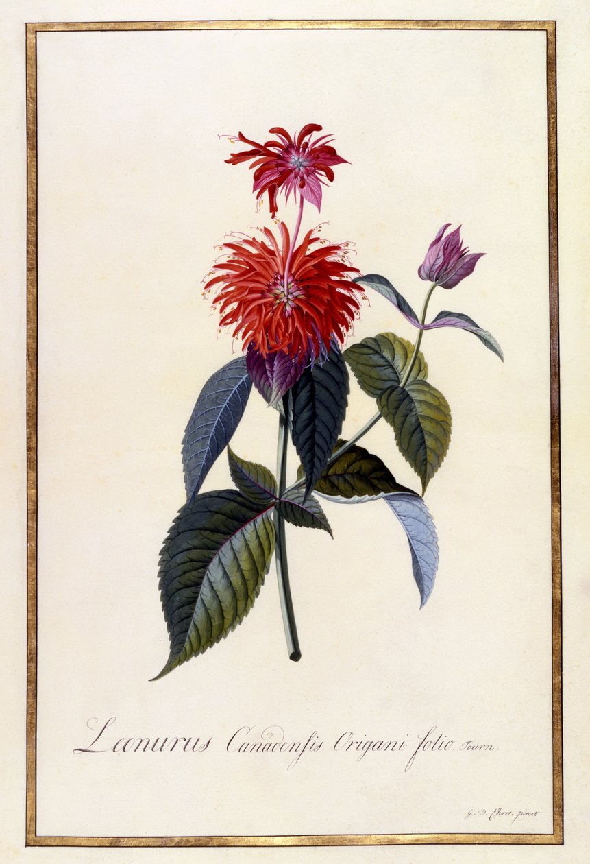 Oswego Tea Plant, ca. 1740 (håndfarget gravering) av Georg Dionysius Ehret