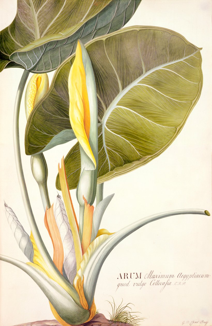 PD.116-1973f.14 Great Egyptian Arum, ca. 1740-45 (wc und gouache på vellum) av Georg Dionysius Ehret