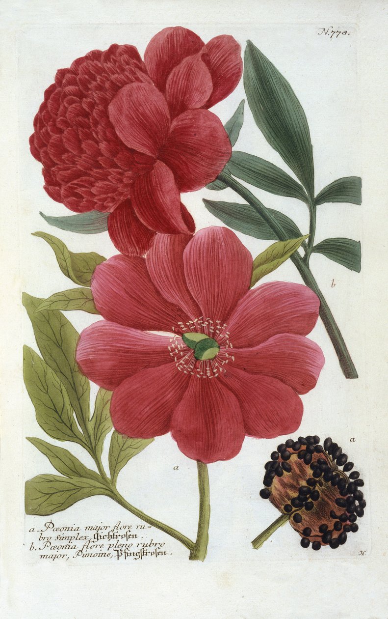 Paeonia fra Johann Wilhelm Weinmanns Phytanthoza Iconographia, 1737 (håndfarget gravering) av Georg Dionysius Ehret