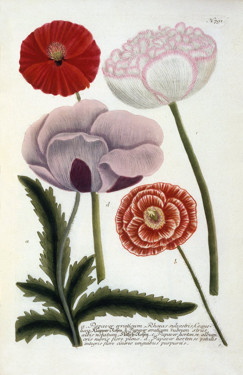 Papaver, fra Johann Wilhelm Weinmanns Phytanthoza Iconographia, 1737 (håndfarget gravering) av Georg Dionysius Ehret