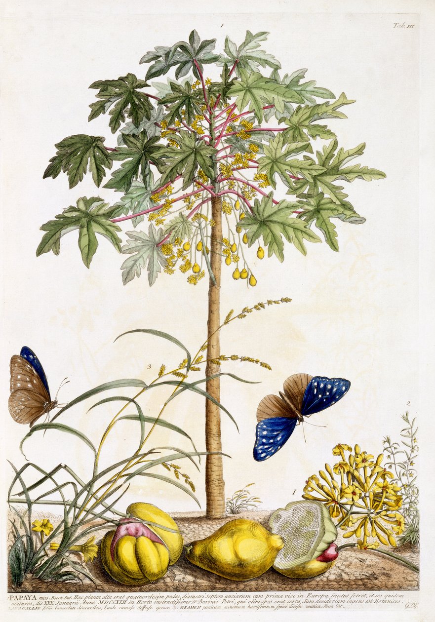 Papaya, ca. 1748 (håndfarget gravering) av Georg Dionysius Ehret