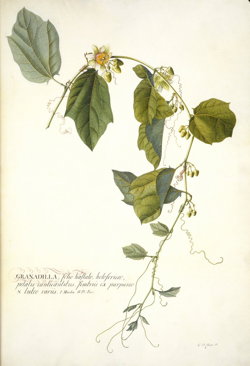 Passiflora holosericea (pasjonsblomst) (wc og kroppsfarge forsterket med gull på vellum) av Georg Dionysius Ehret
