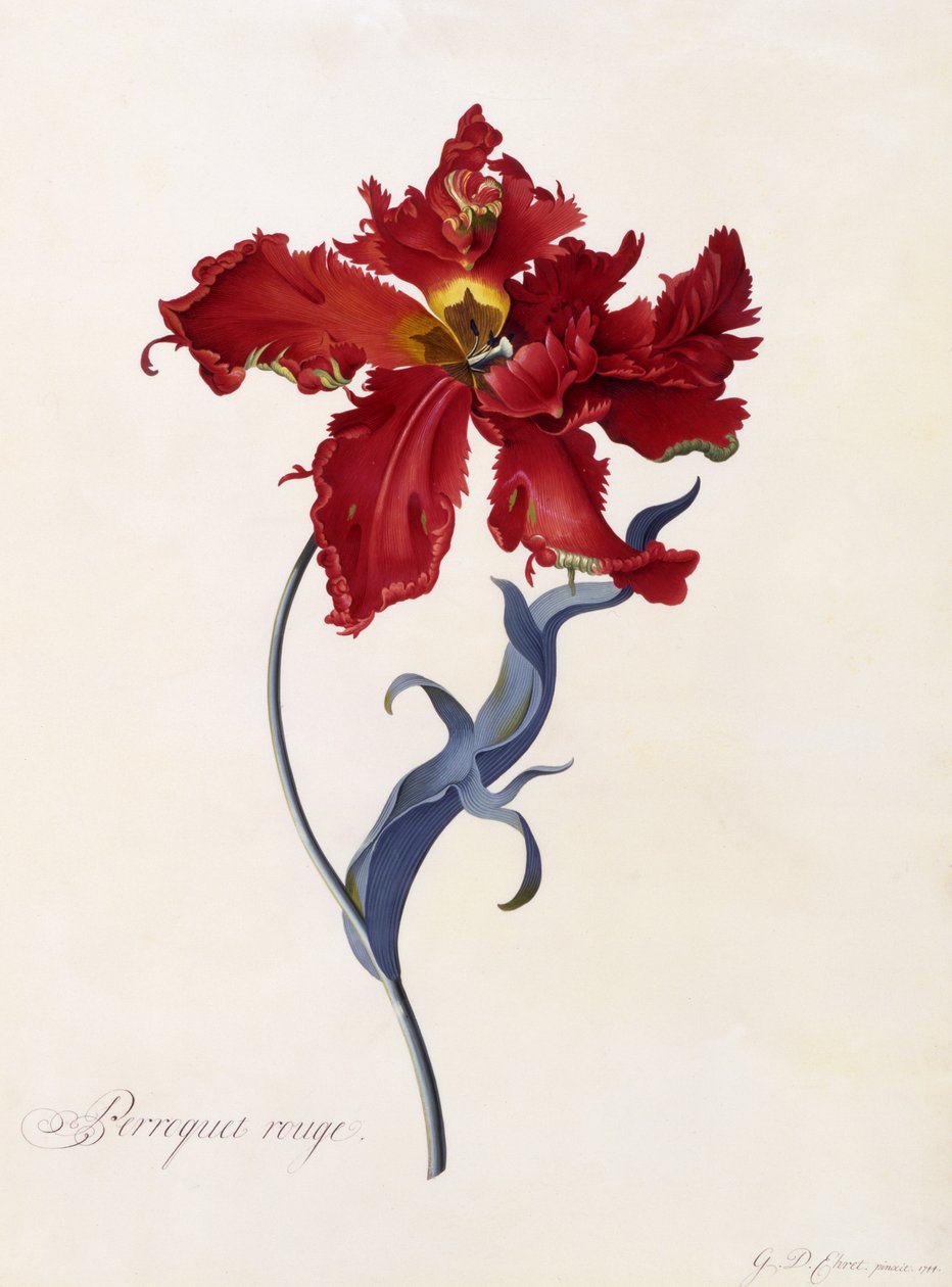 Perroquet Rouge, ca. 1744 (håndfarget gravering) av Georg Dionysius Ehret