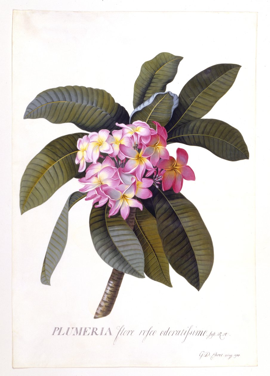 Plumeria, ca. 1744 (håndfarget gravering) av Georg Dionysius Ehret