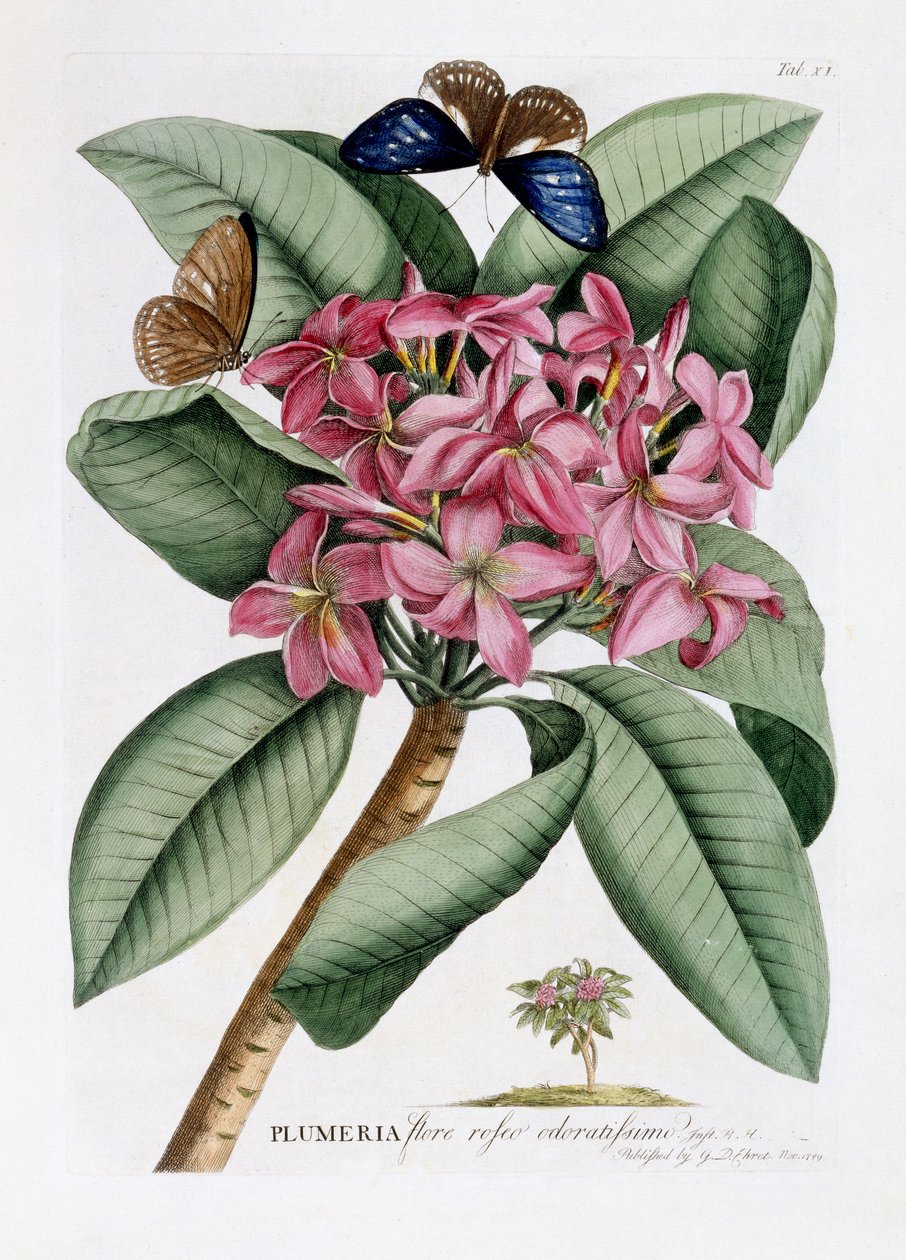 Plumeria, ca. 1749 (håndfarget gravering) av Georg Dionysius Ehret