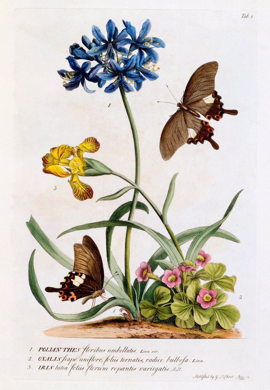 Polianthes, Oxalis og Iris, 1749 (håndfarget gravering) av Georg Dionysius Ehret