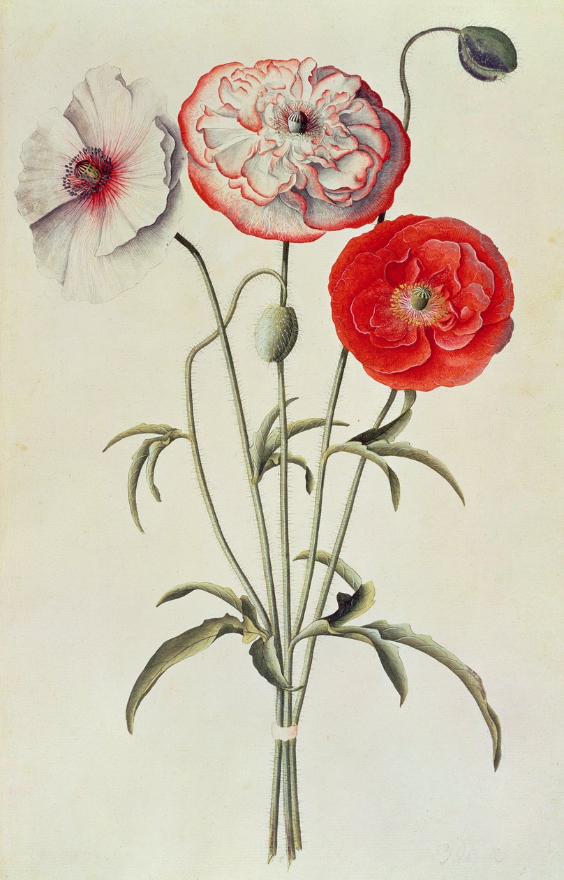 Valmuer: Mais (Papaver Rhoeas) av Georg Dionysius Ehret