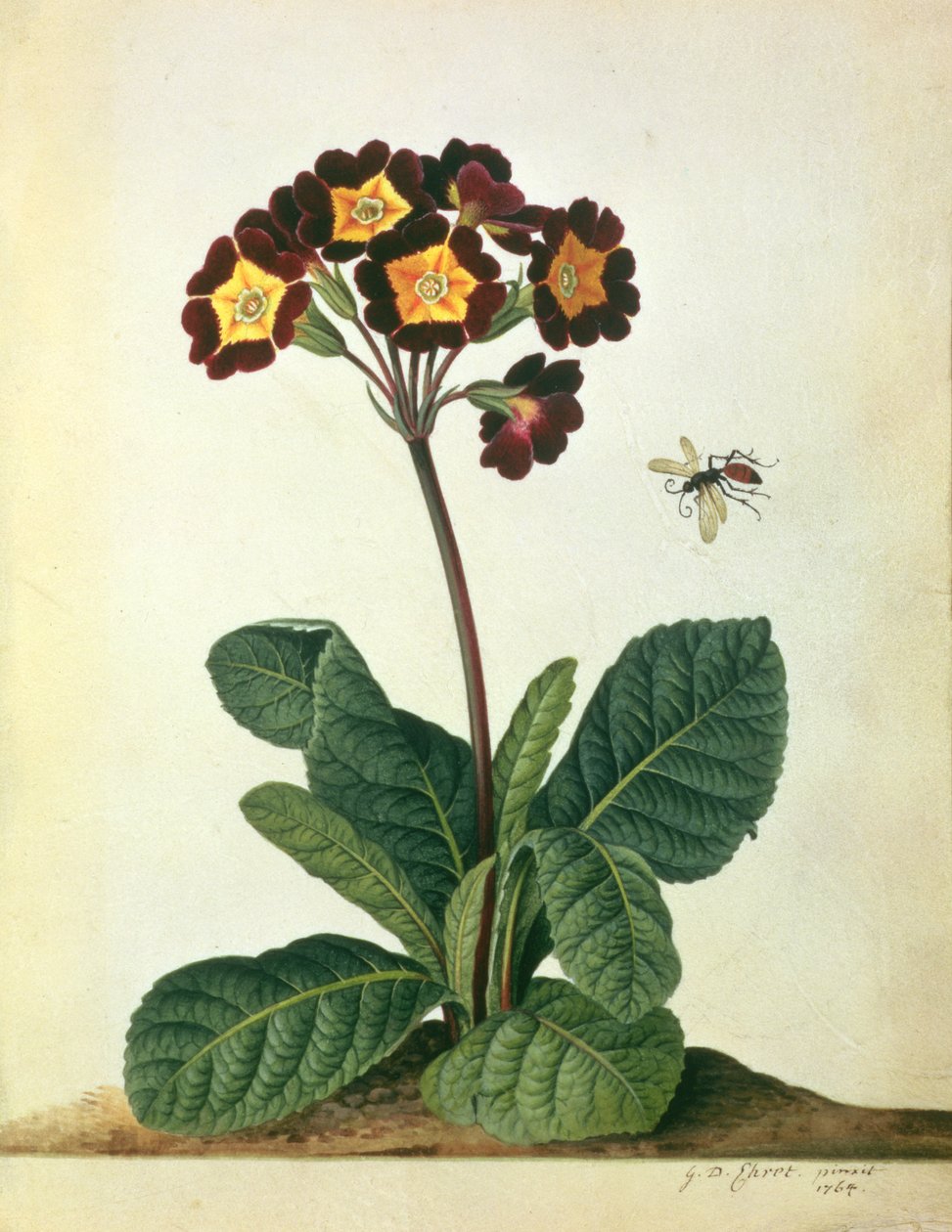 Primulaecae: en blomstrende polyanthus med et flygende insekt, 1764 (blyant, wc og gouache på vellum) av Georg Dionysius Ehret