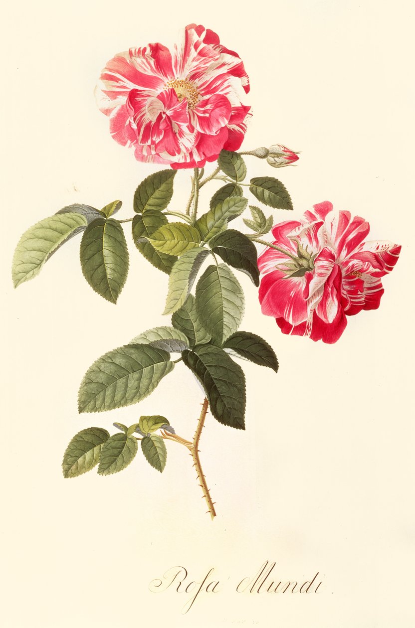 roseverden av Georg Dionysius Ehret