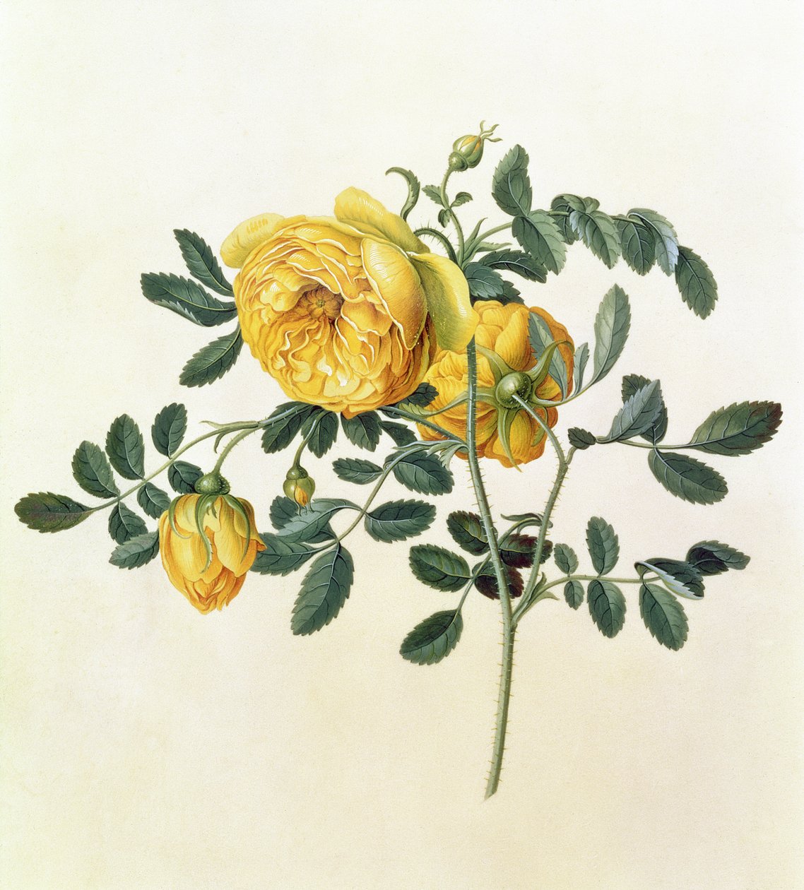 Rosa hemispherica, 1700-tallet av Georg Dionysius Ehret