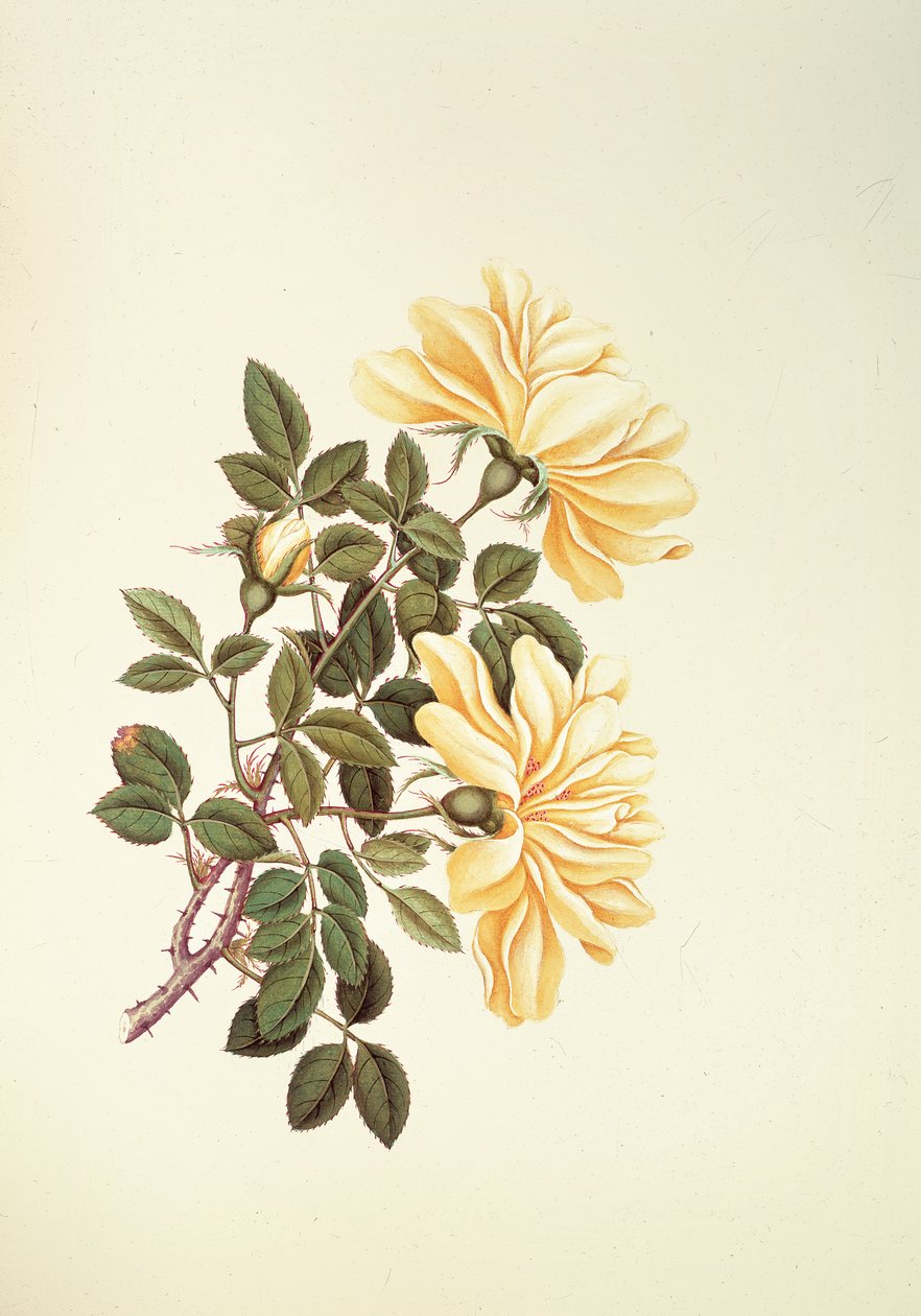Rose: kinesisk av Georg Dionysius Ehret