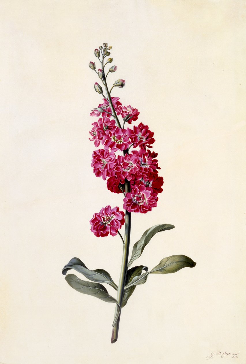 Stock, Matthiola incana, ca. 1746 (håndfarget gravering) av Georg Dionysius Ehret