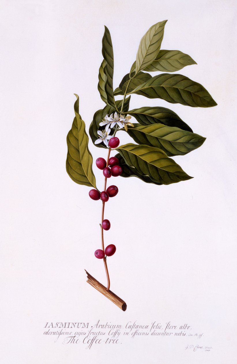 The Coffee Tree, ca. 1743 (håndfarget gravering) av Georg Dionysius Ehret