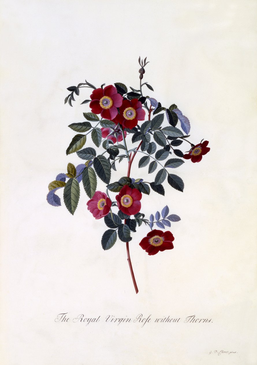 The Royal Virgin Rose without Thorns, ca. 1745 (håndfarget gravering) av Georg Dionysius Ehret