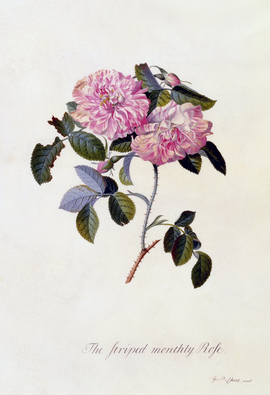 The Striped Monthly Rose, ca. 1745 (håndfarget gravering) av Georg Dionysius Ehret