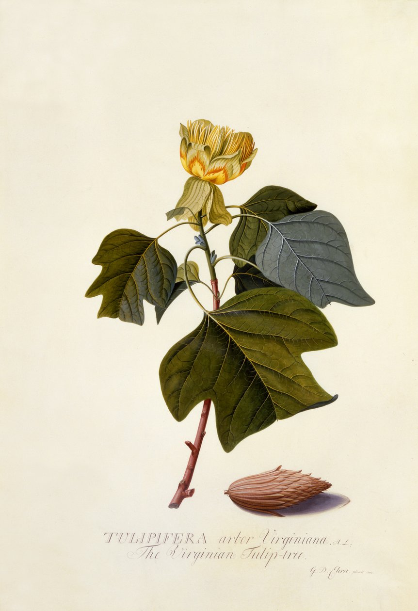 The Virginian Tulip Tree, ca. 1743 (håndfarget gravering) av Georg Dionysius Ehret