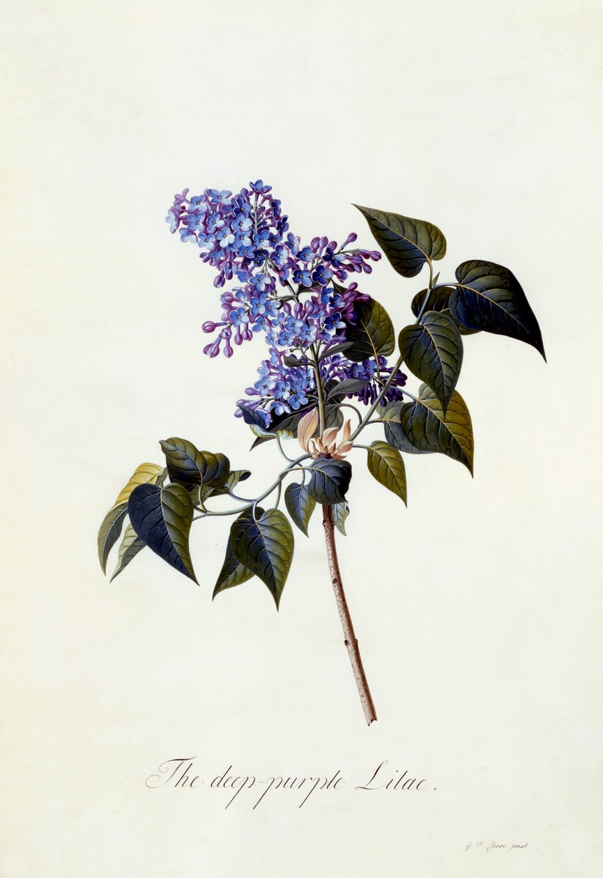 Den dyp-lilla syrinen, ca. 1743 (håndfarget gravering) av Georg Dionysius Ehret