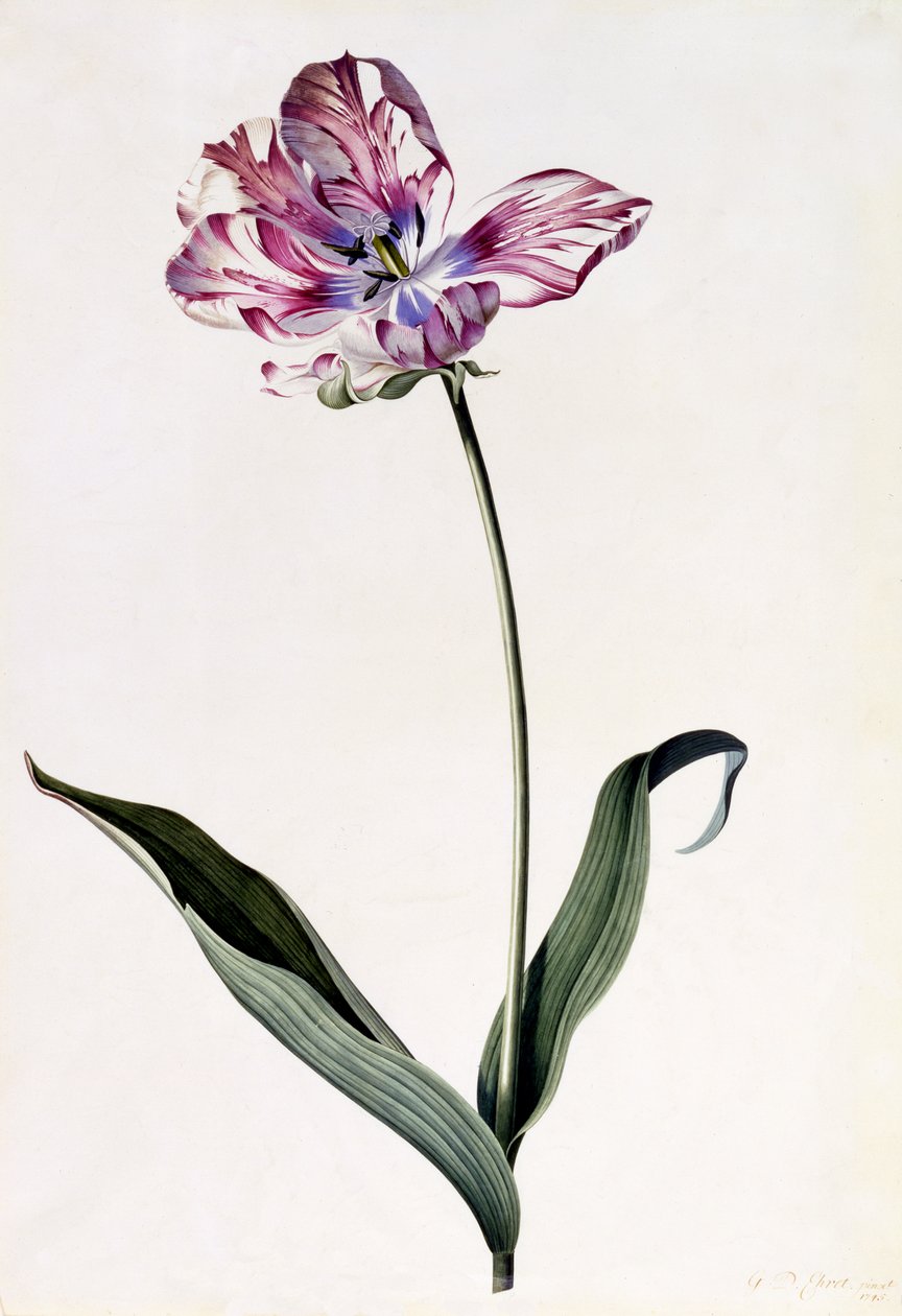 Tulipan, ca. 1745 (håndfarget gravering) av Georg Dionysius Ehret