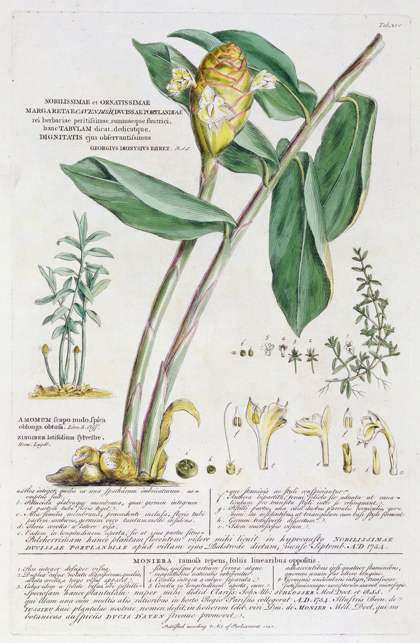 Zingiber latifolium og Amomum, 1754 av Georg Dionysius Ehret