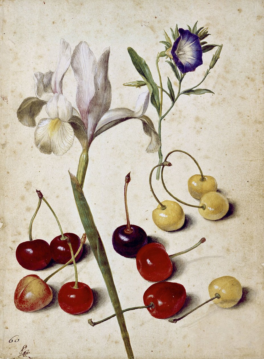 Spansk iris, morning glory og kirsebær av Georg Flegel