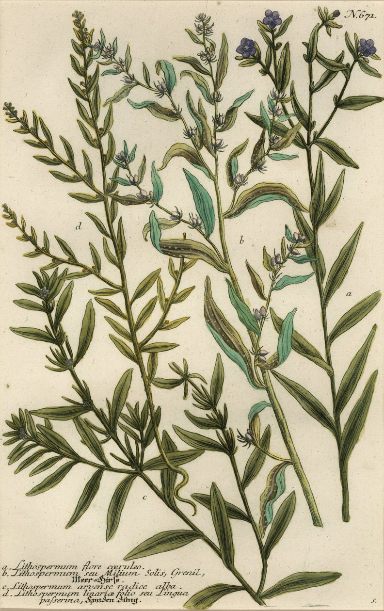 Gromwell-varianter, Lithospermum-arter av Georg Dionysius (after) Ehret