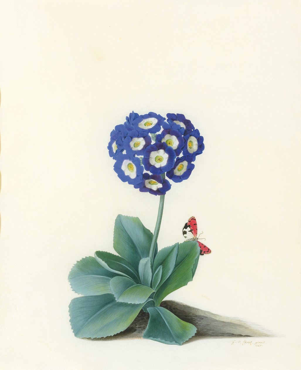 En blå auricula av Georg Dionysius Ehret