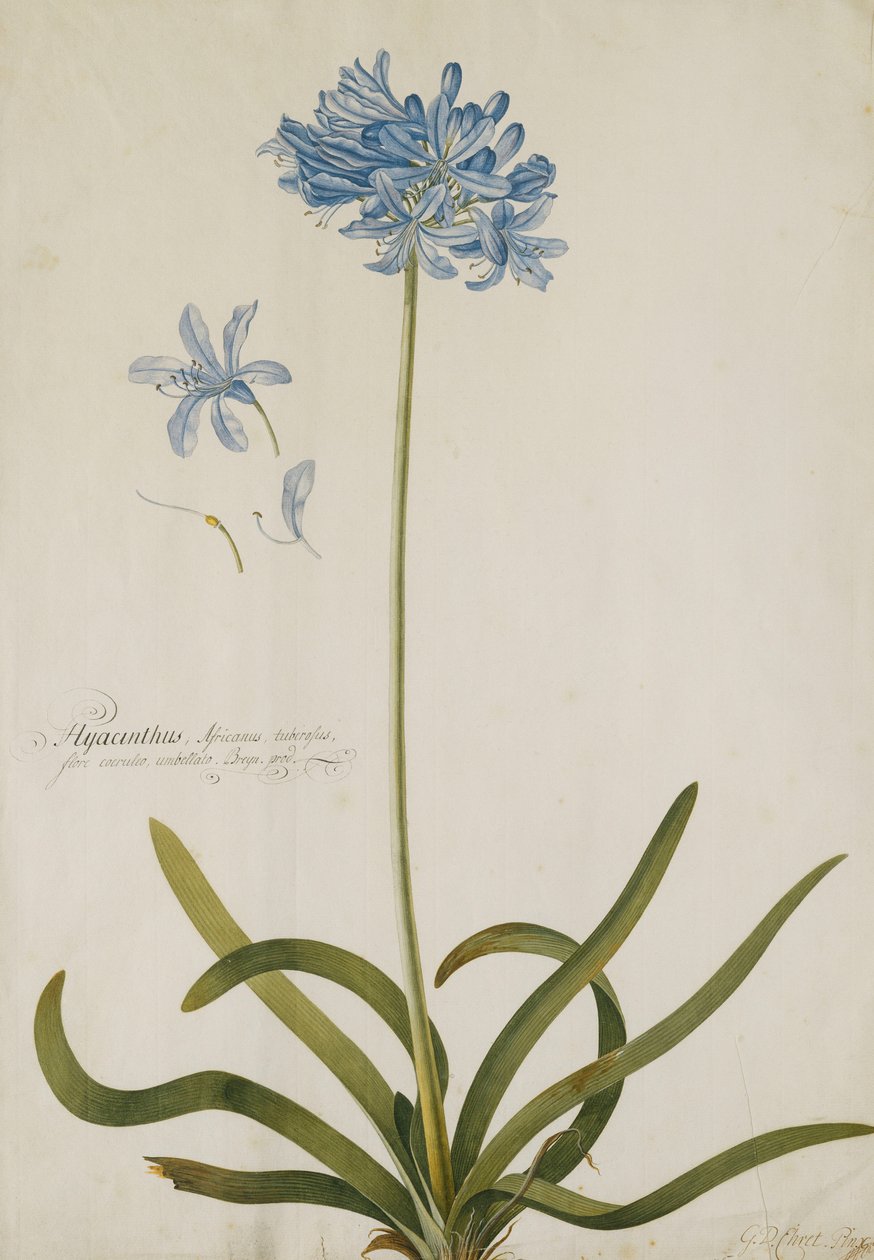 Agapanthus, av Georg Dionysius Ehret