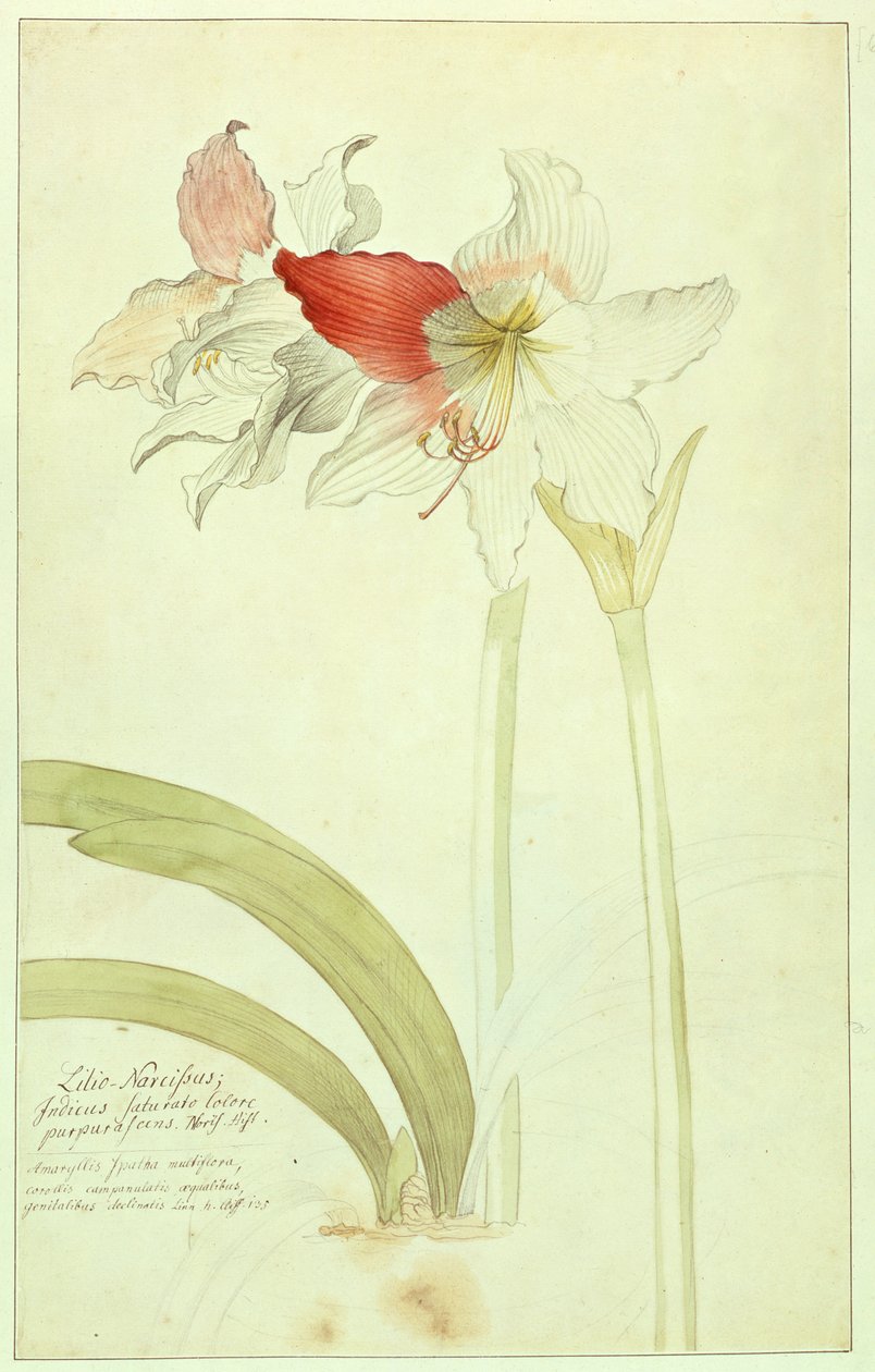 Amaryllis: Lilio-Narcissus, Indicus av Georg Dionysius Ehret