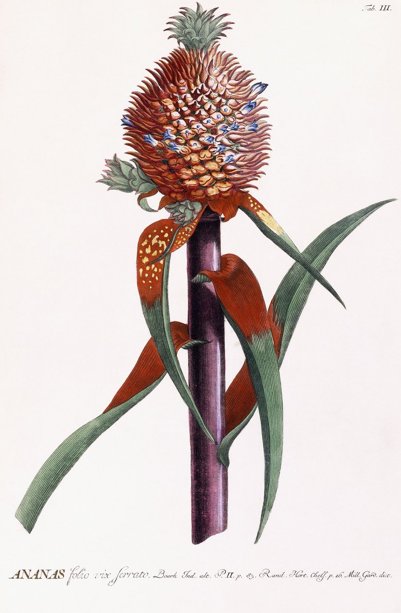 Ananas av Georg Dionysius Ehret