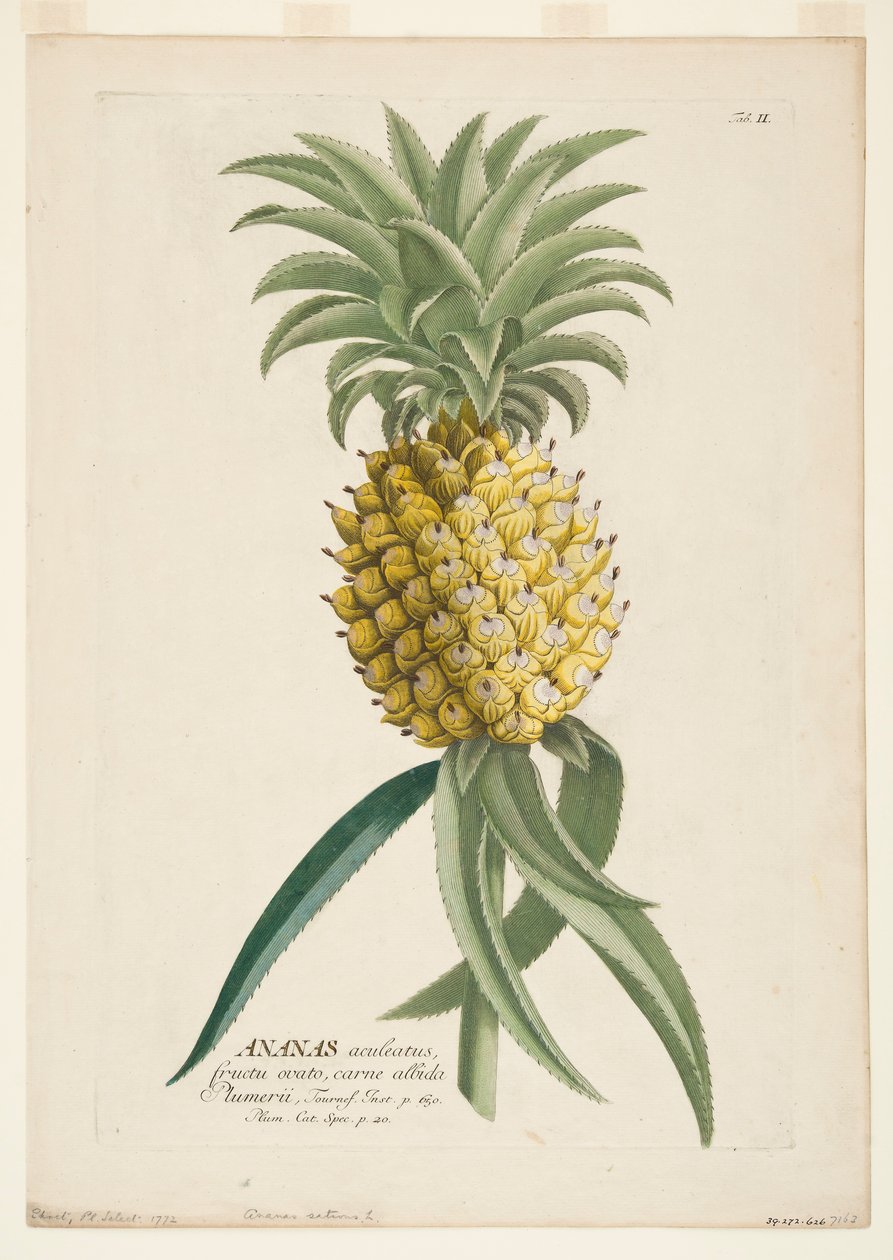 Ananas sativus, ananas, c1740-1770. av Georg Dionysius Ehret