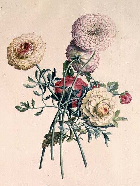 Asters av Georg Dionysius Ehret